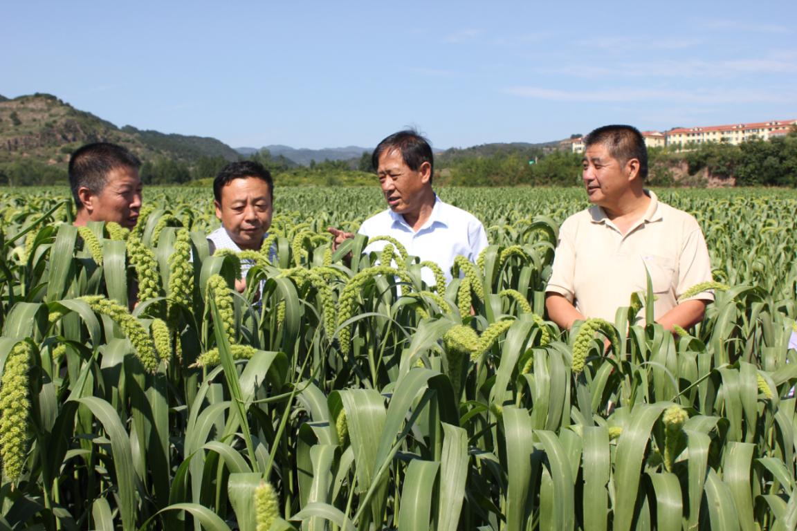 我司舉辦沁州黃谷子有機旱作農業現場觀摩會